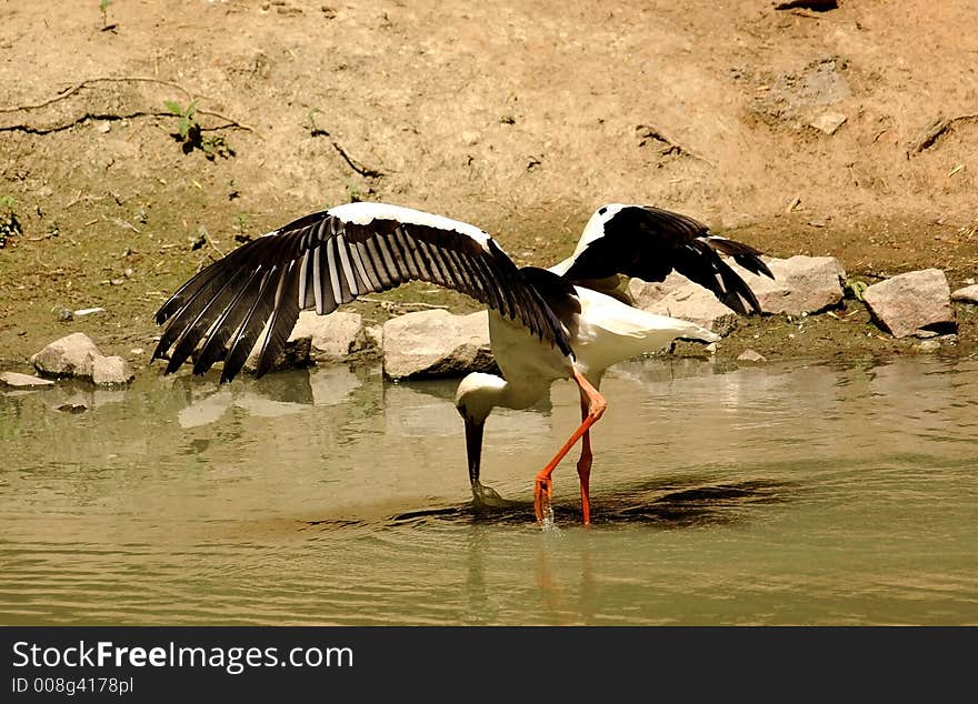 Heron water white wild wildlife