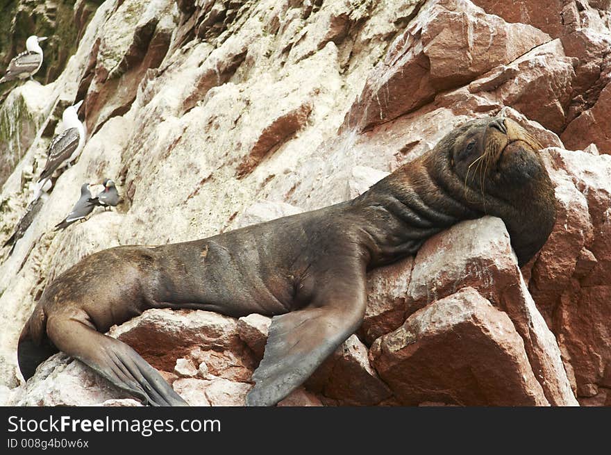 Big sea lion overlies on stone