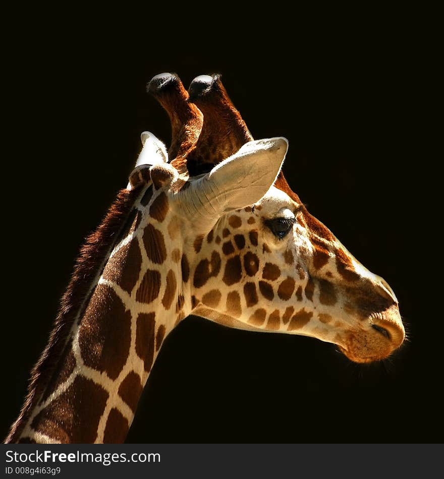 Animal giraffe wildlife savannah africa