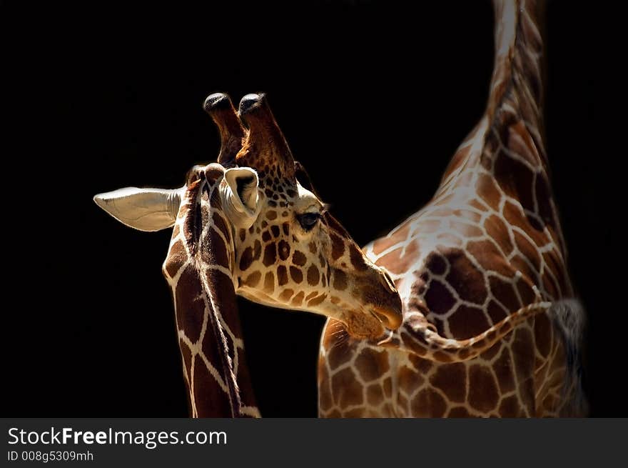 Animal giraffe wildlife savannah africa