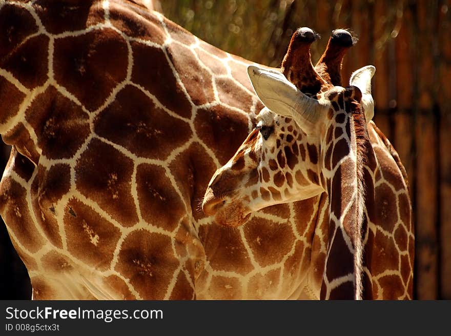 Animal giraffe wildlife savannah africa