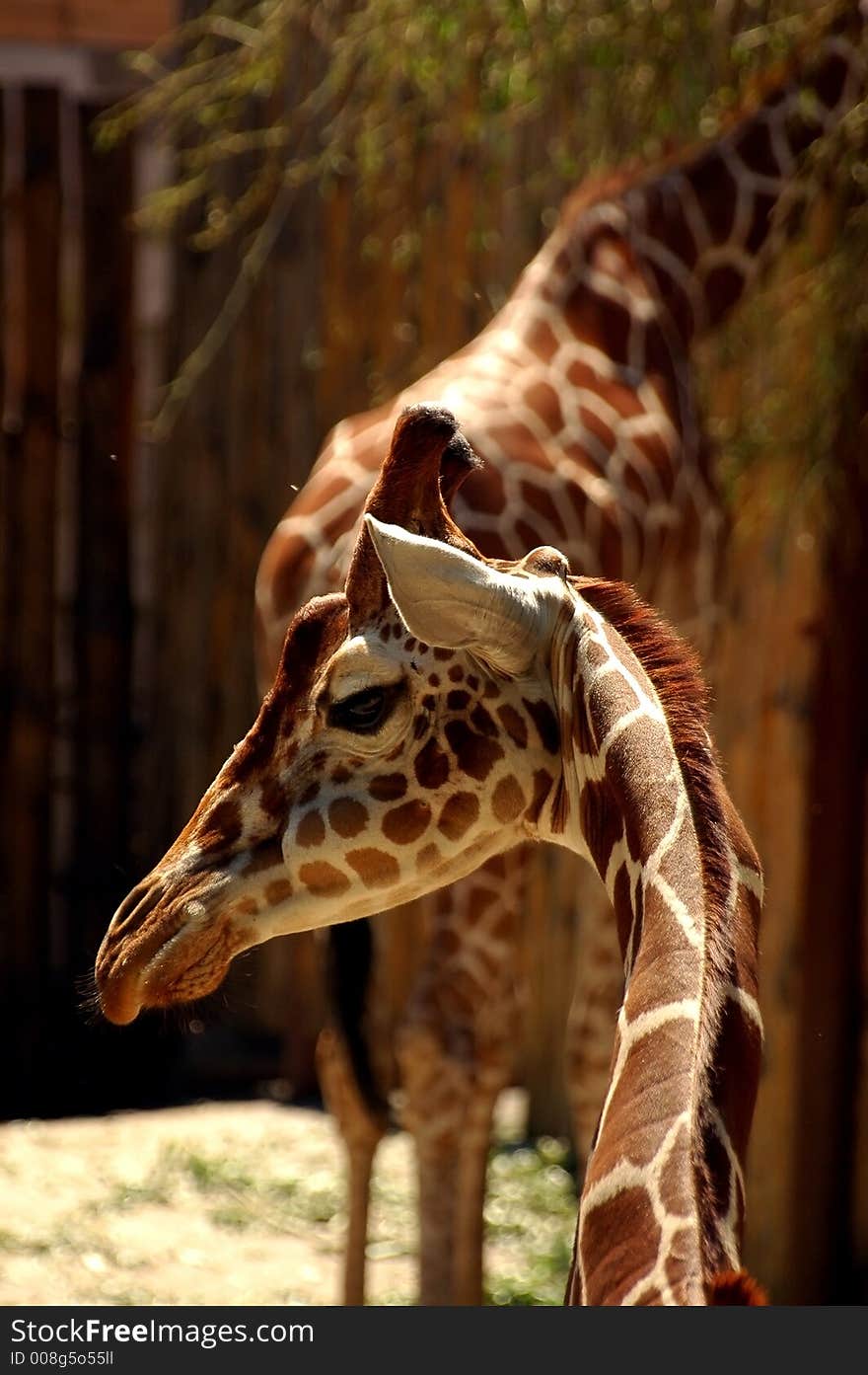 Animal giraffe wildlife savannah africa