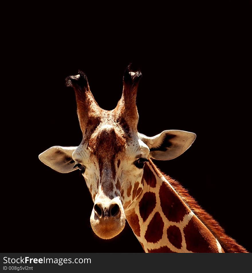 Animal giraffe on the black