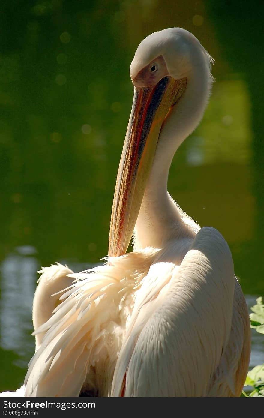 Heron water white wild wildlife