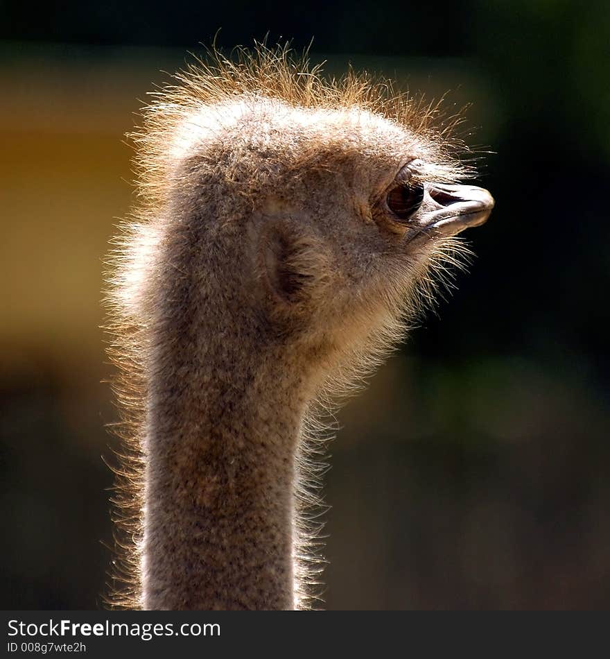 Ostrich exotic bird animal speed