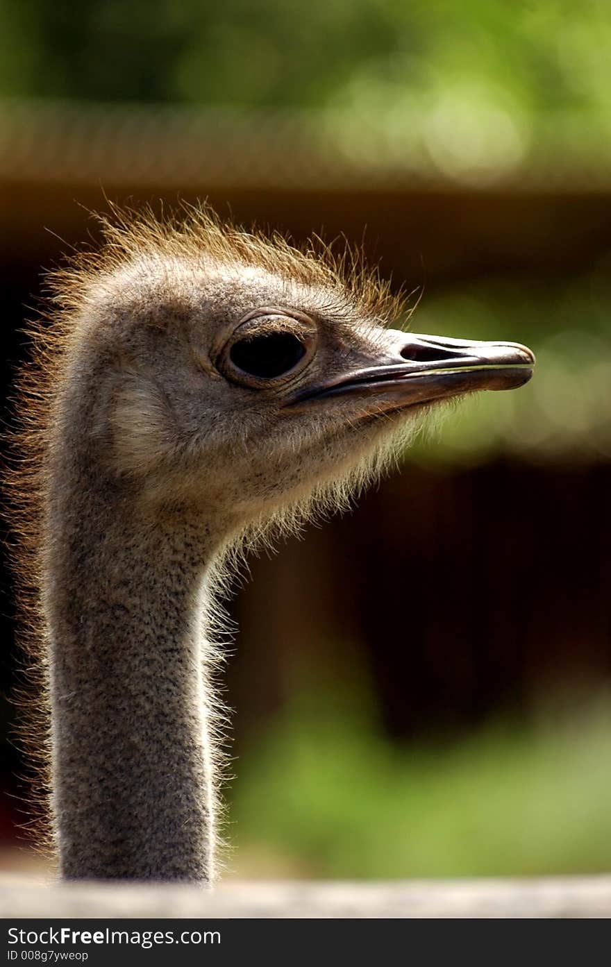 Ostrich exotic bird animal speed