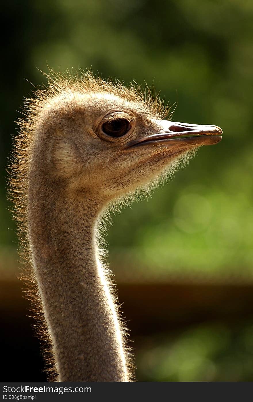 Ostrich exotic bird animal speed