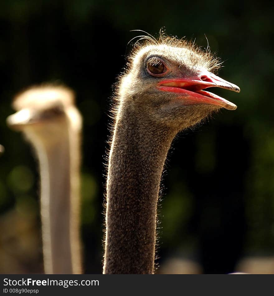 Ostrich exotic bird animal speed