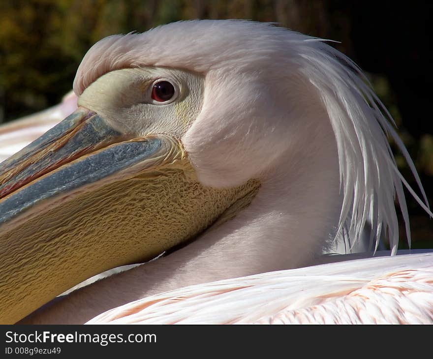 Pelican