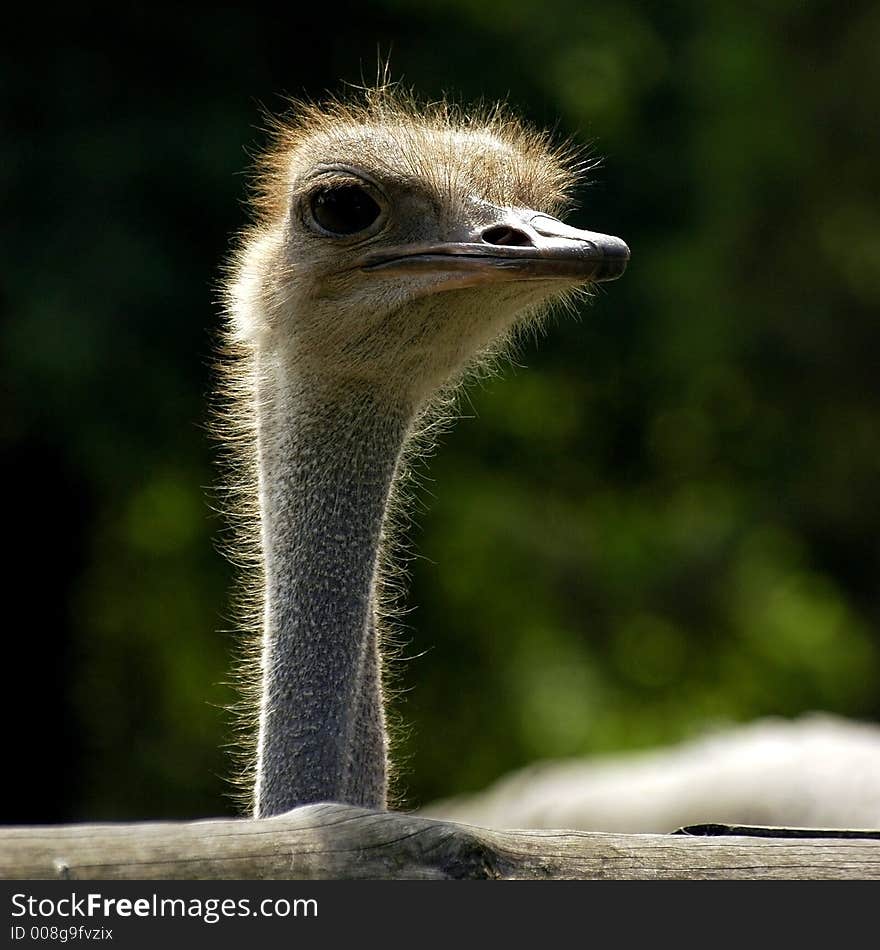 Ostrich exotic bird animal speed