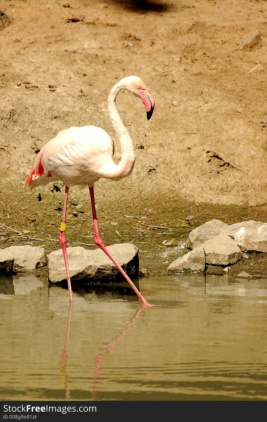 Wildlife bird flamingo graceful delicate