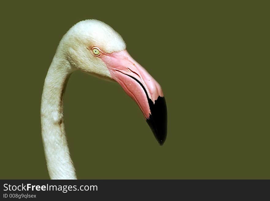 Flamingo