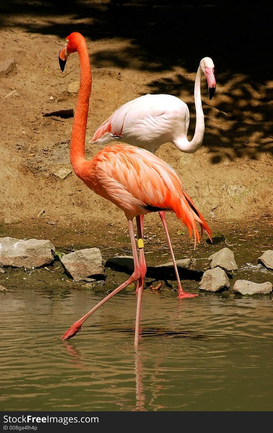 Wildlife bird flamingo graceful delicate