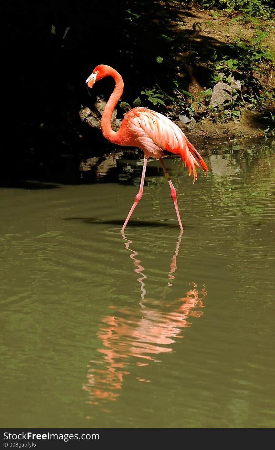 Wildlife bird flamingo graceful delicate