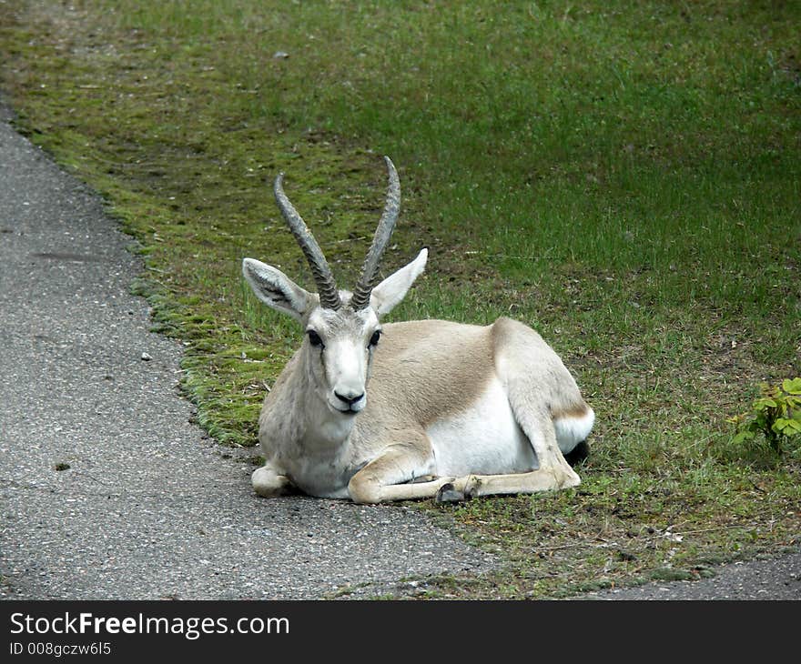 Closeup of a mountain goat