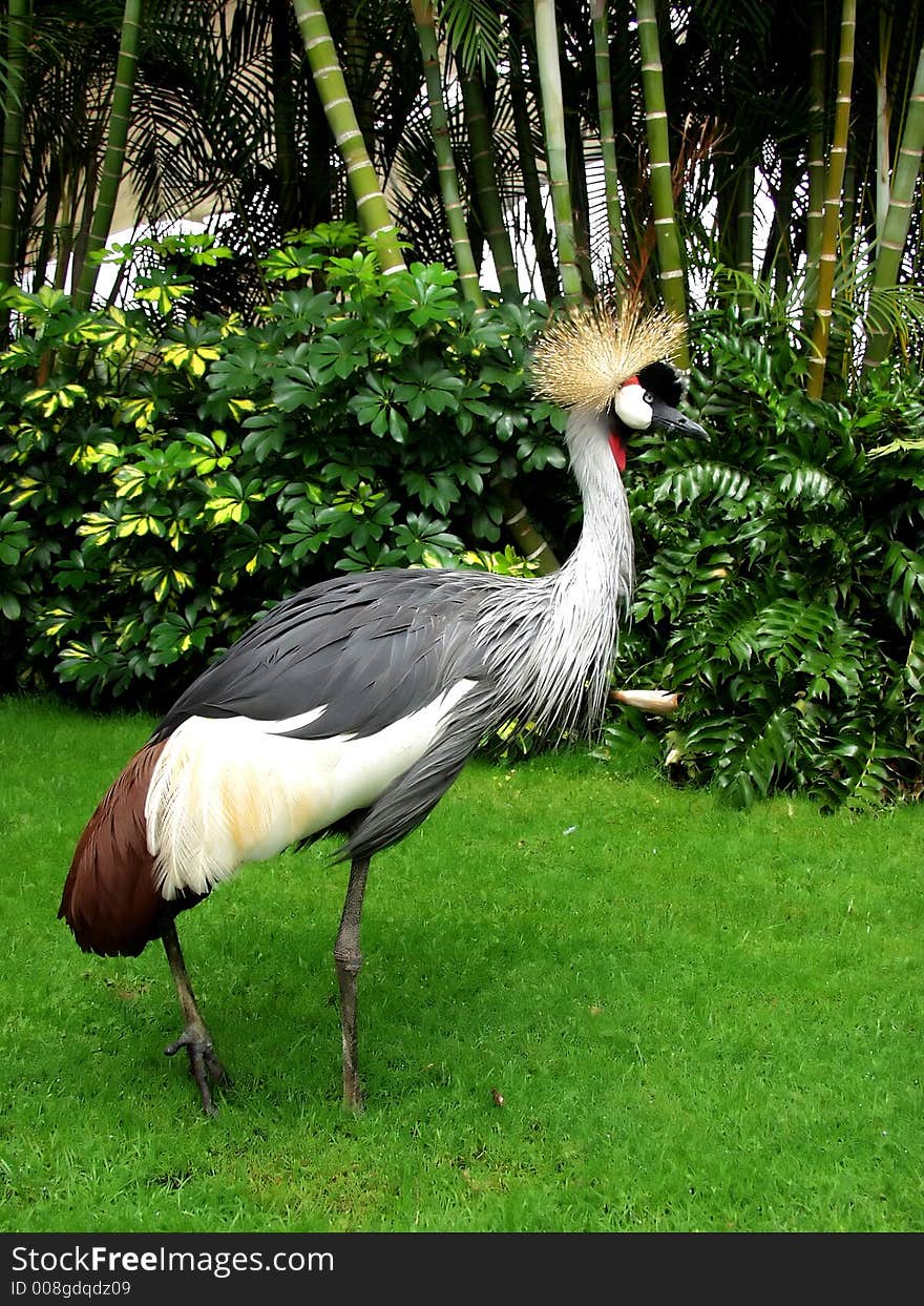 African Crown Crane  on the grass