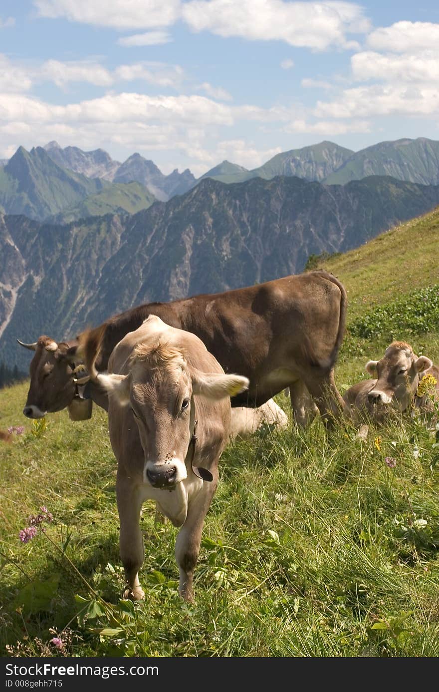 Cows in the Austrian Alps. Cows in the Austrian Alps