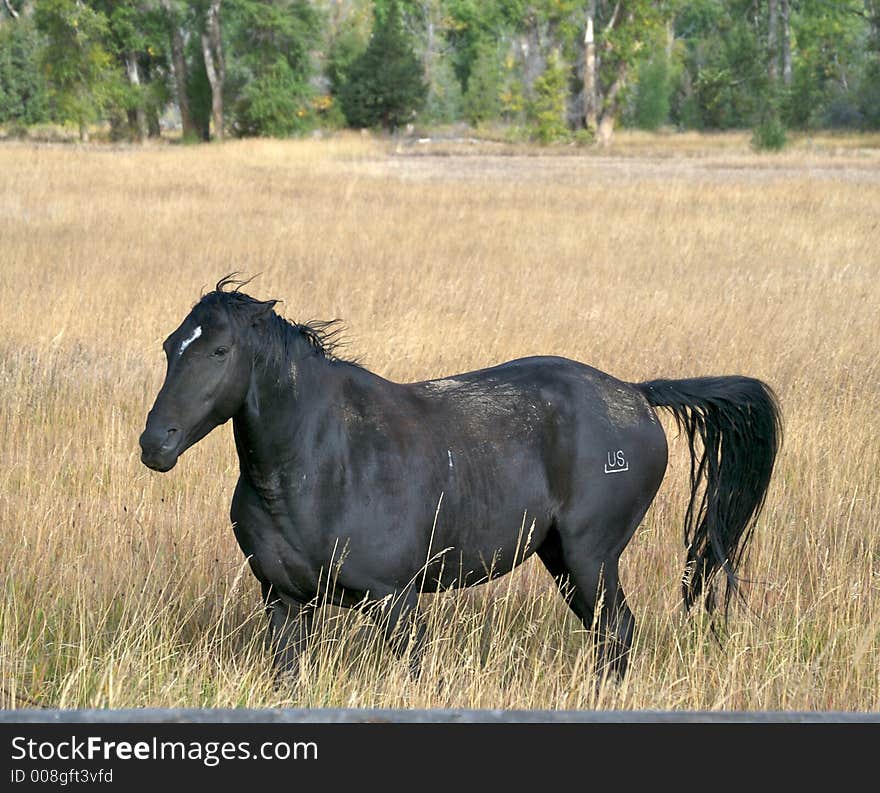 Horse in grassland field in Wyoming, USA. Horse in grassland field in Wyoming, USA