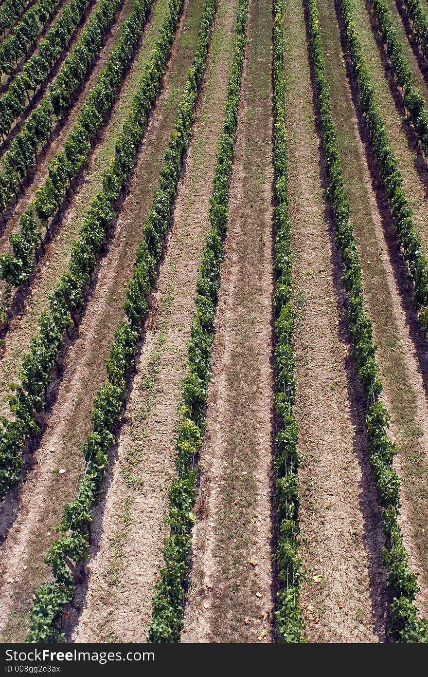 Vineyard from above