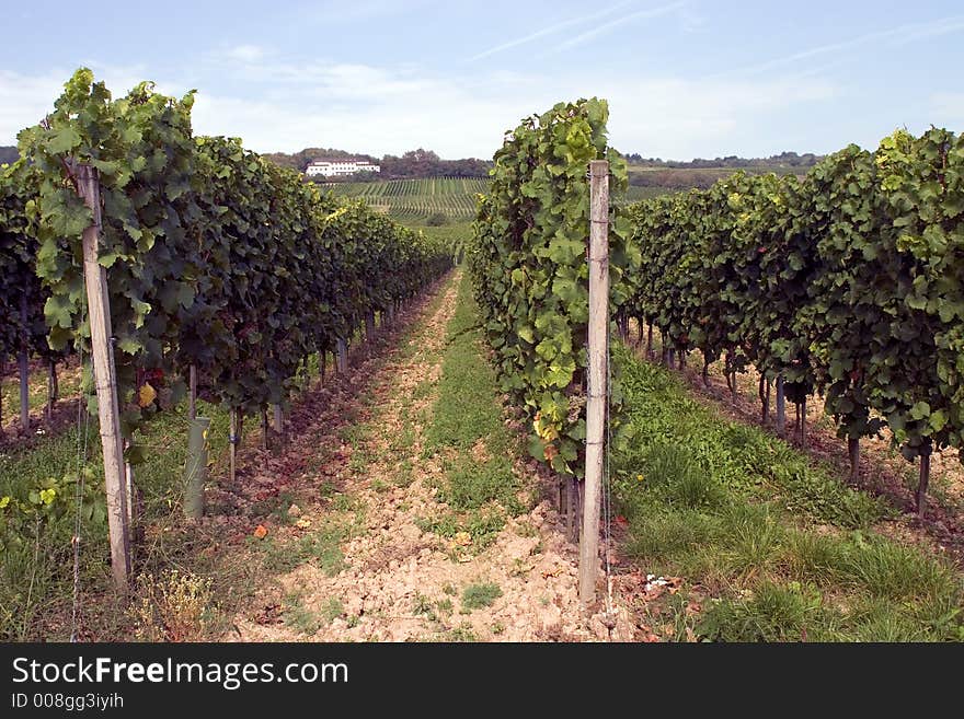 Vineyards