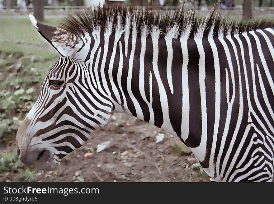 Melancholy zebra in the Moscow zoo