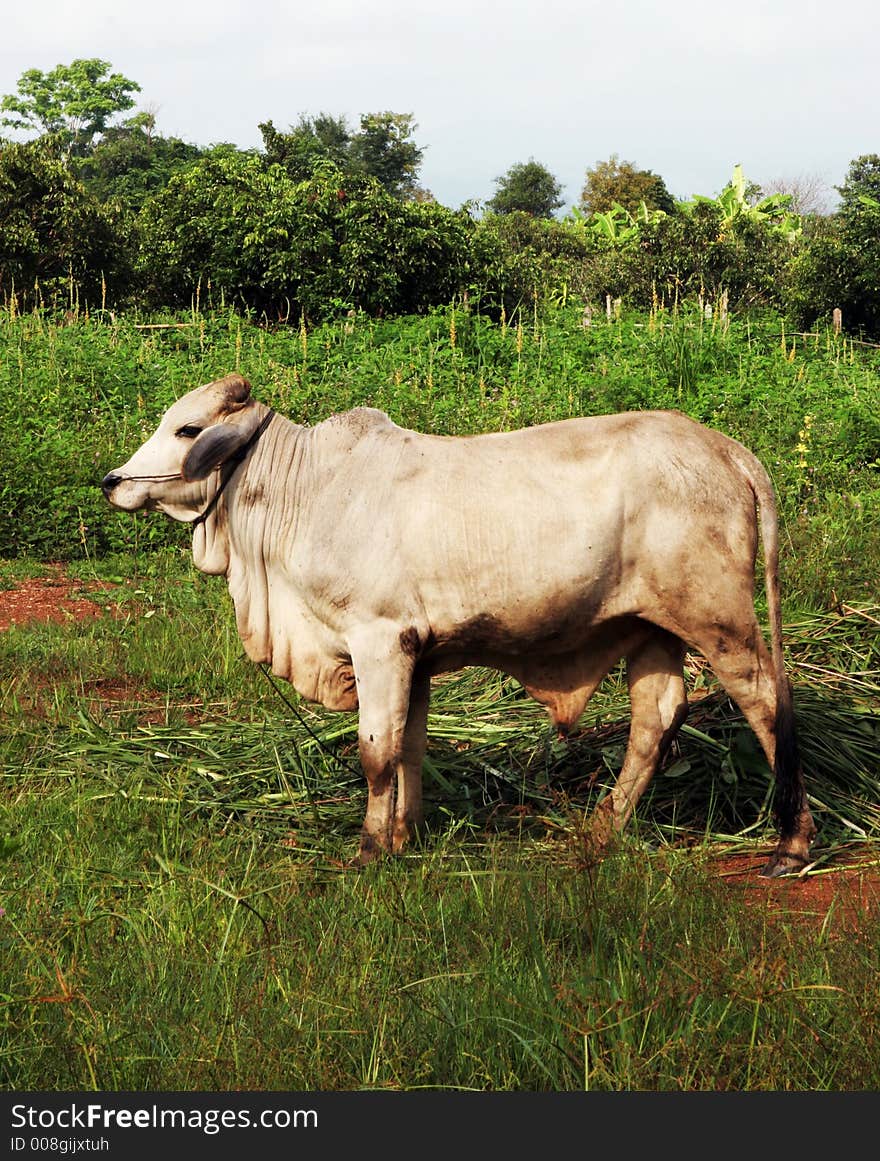 Cow grazing in a paddock