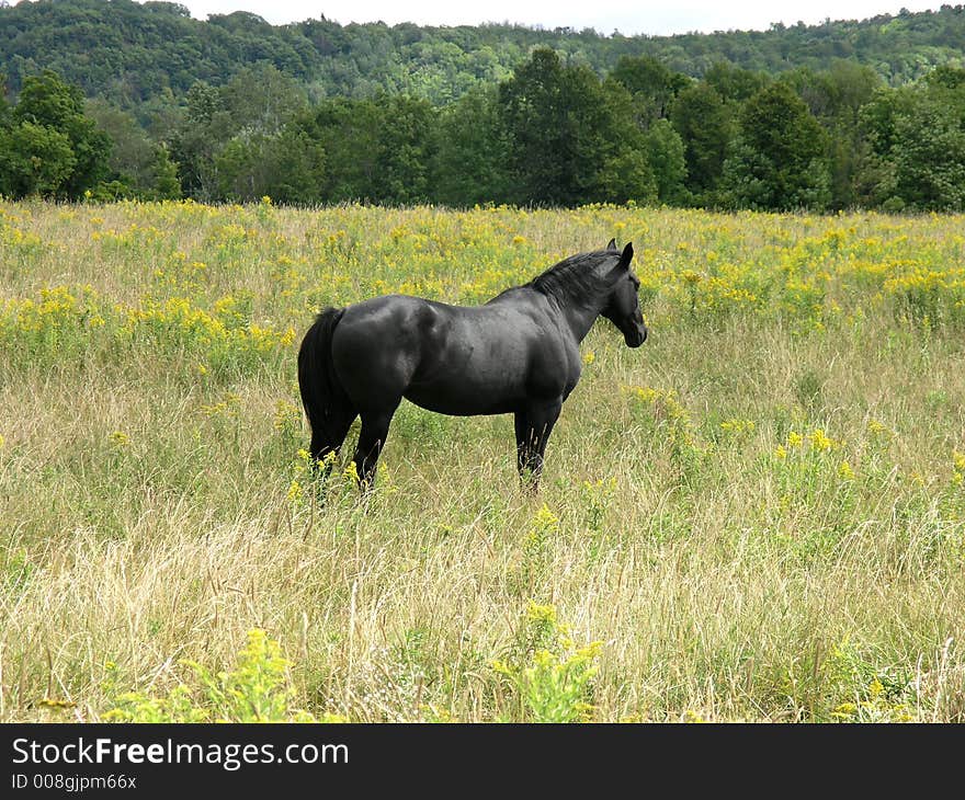 Black Stallion