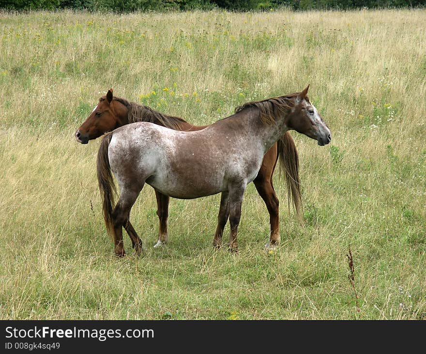 Two Horses