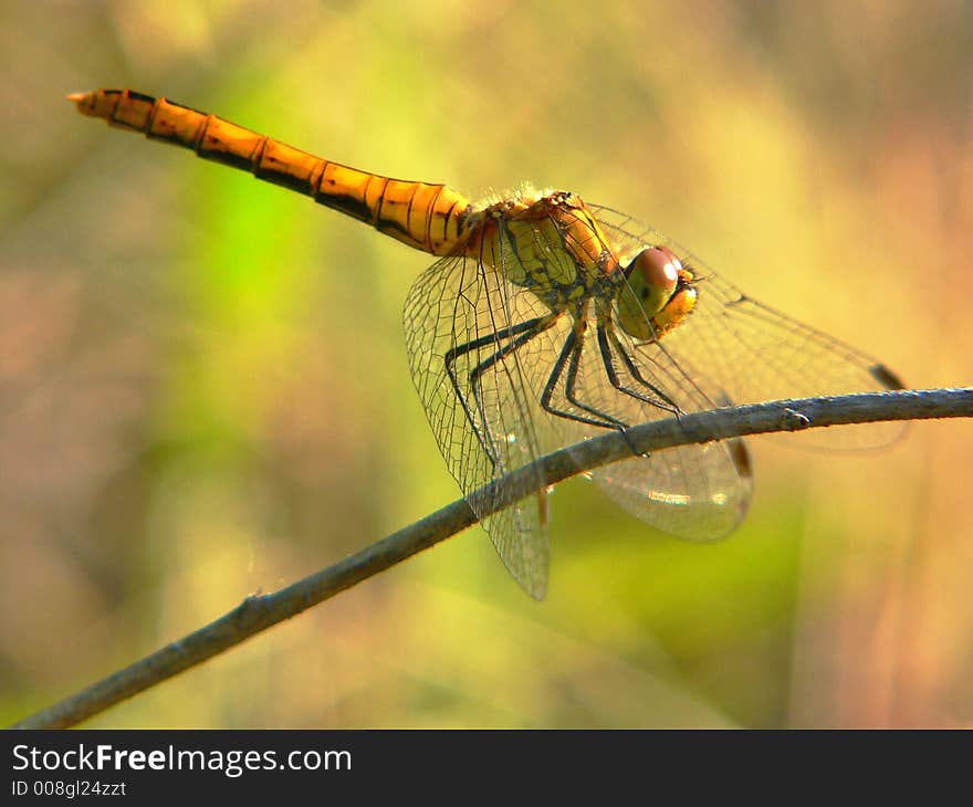 Dragonfly sitting on branch on sunset