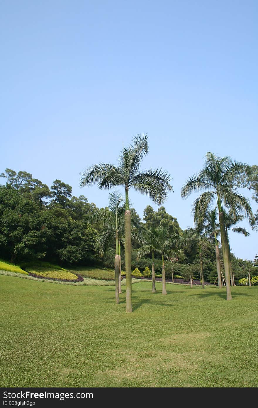 Landscape of palm trees,lawn and blue sky