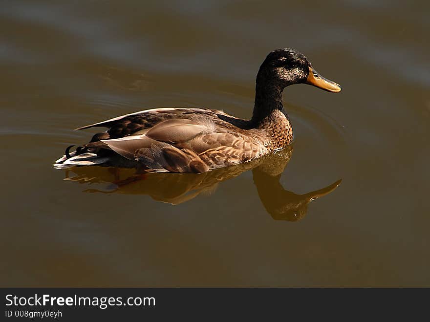 Brown Duck