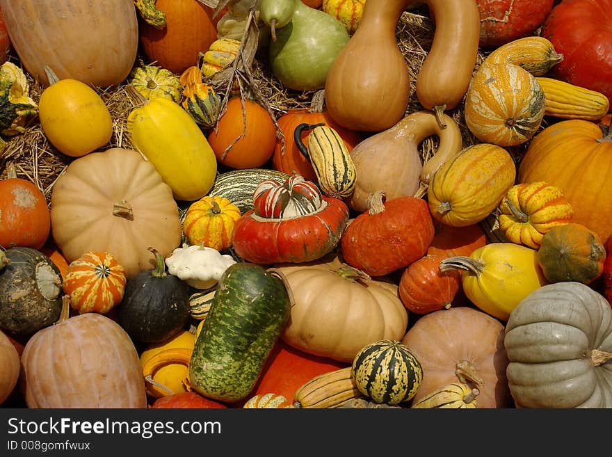 Collection or arrangement of seasonal vegetables, including pumpkins and squash.