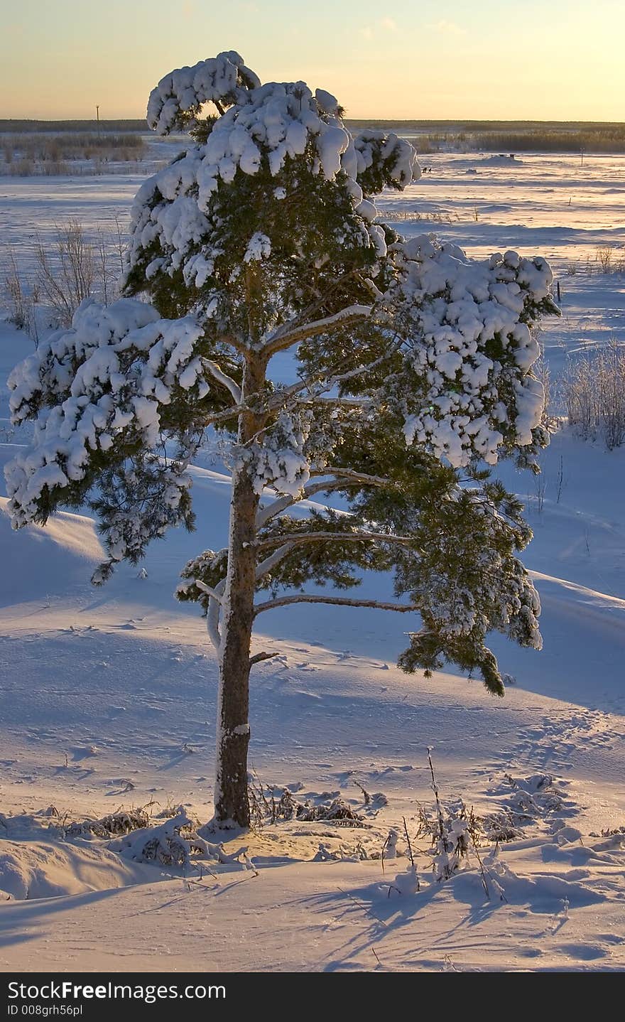 Snow-bound trees in a park