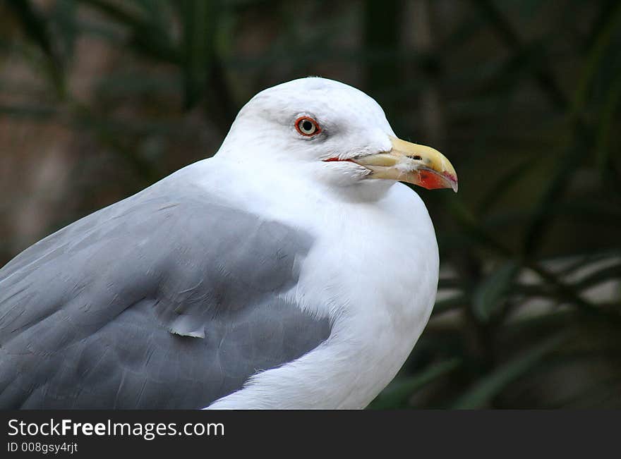 Sea-gulls 4