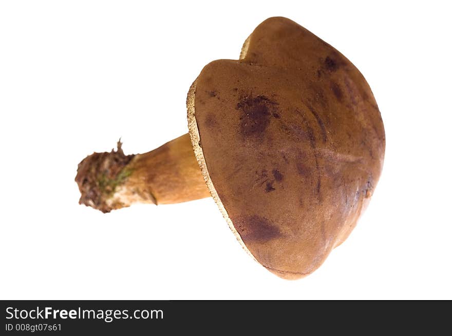 Mushroom isolated on the white. Mushroom isolated on the white