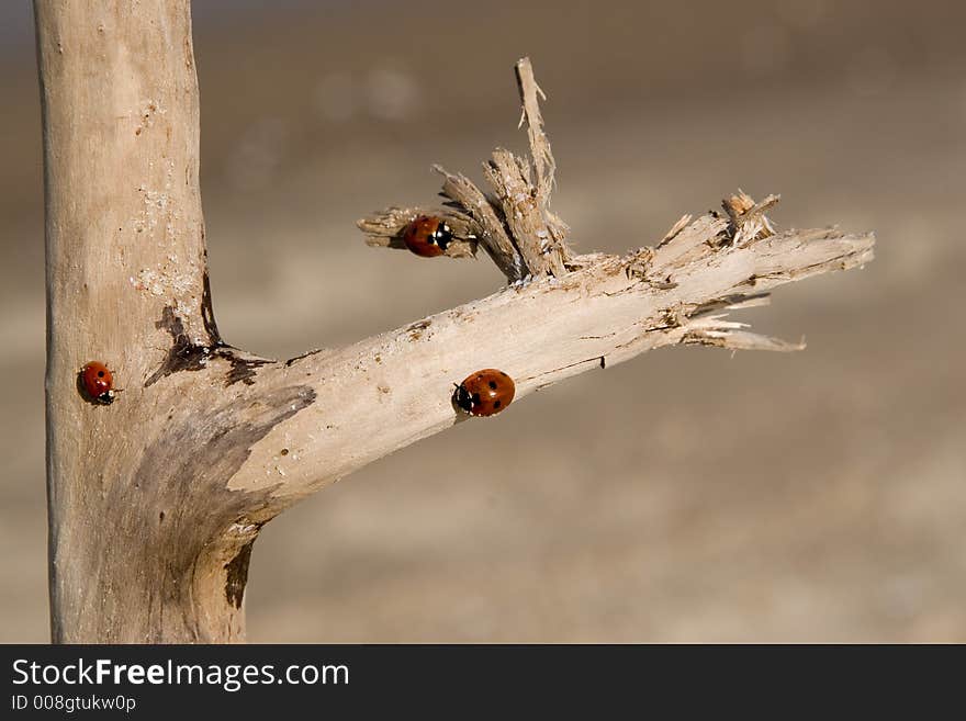 Ladybirds on the tree on a sandy beach. Ladybirds on the tree on a sandy beach