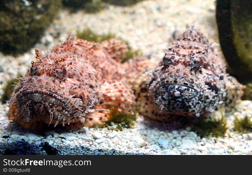 Scorpion Fish 2