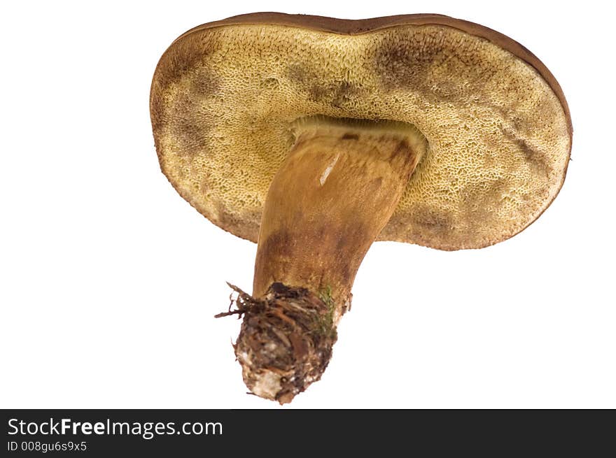 Wild mushroom isolated on the white. Wild mushroom isolated on the white