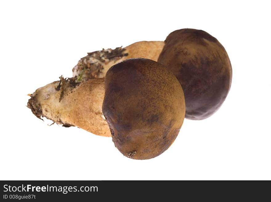 Wild mushroom isolated on the white. Wild mushroom isolated on the white