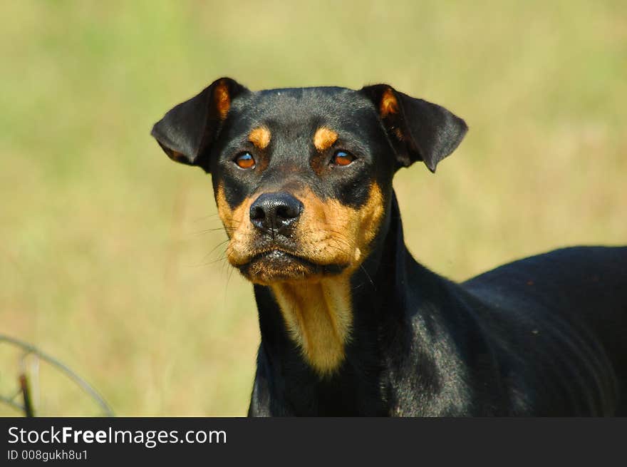 Handsome dog