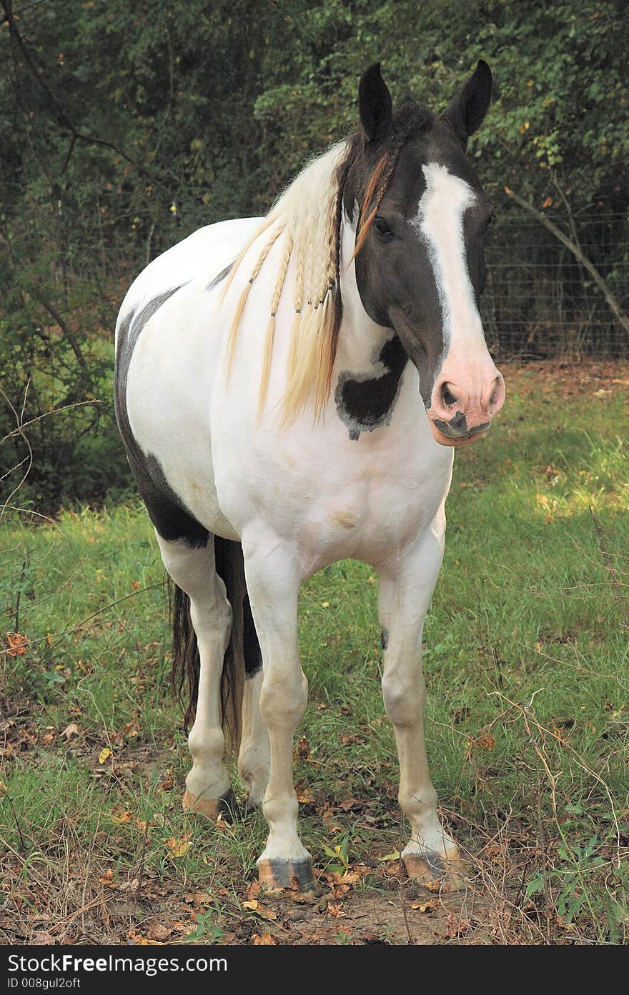 Beautiful paint horse with braided name. Beautiful paint horse with braided name