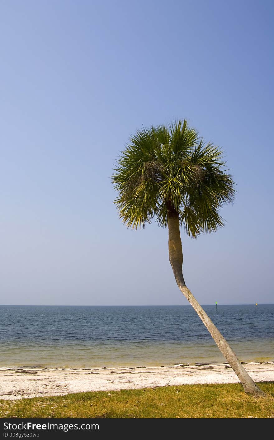 Crooked palm tree, beach and blue sky