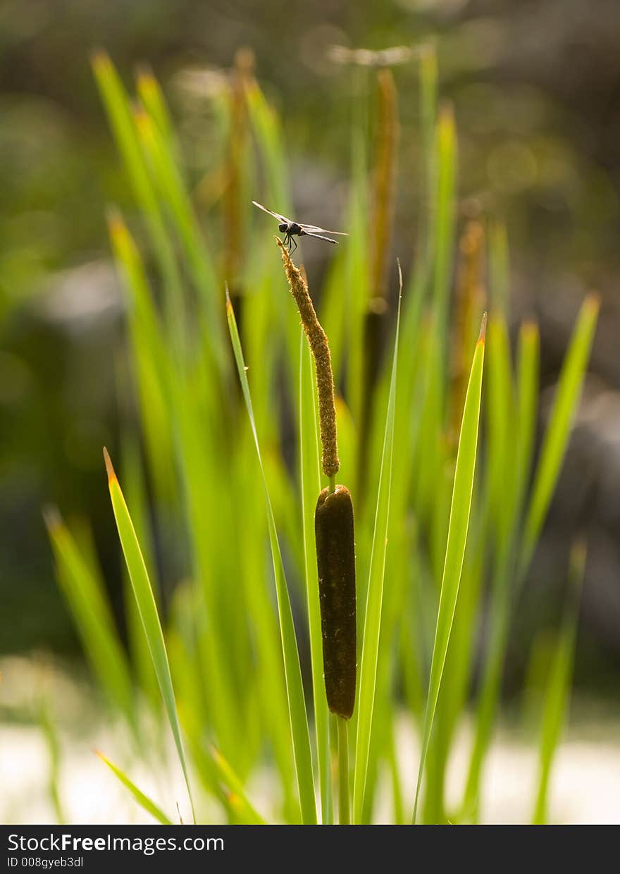 Dragonfly and cattail