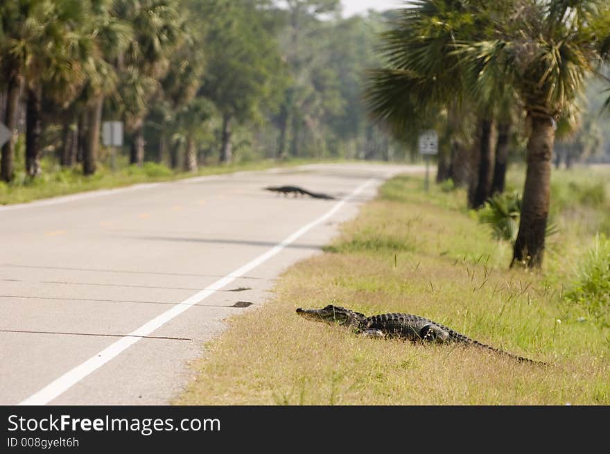 Two alligators cross a highway in a Florida refuge. Two alligators cross a highway in a Florida refuge