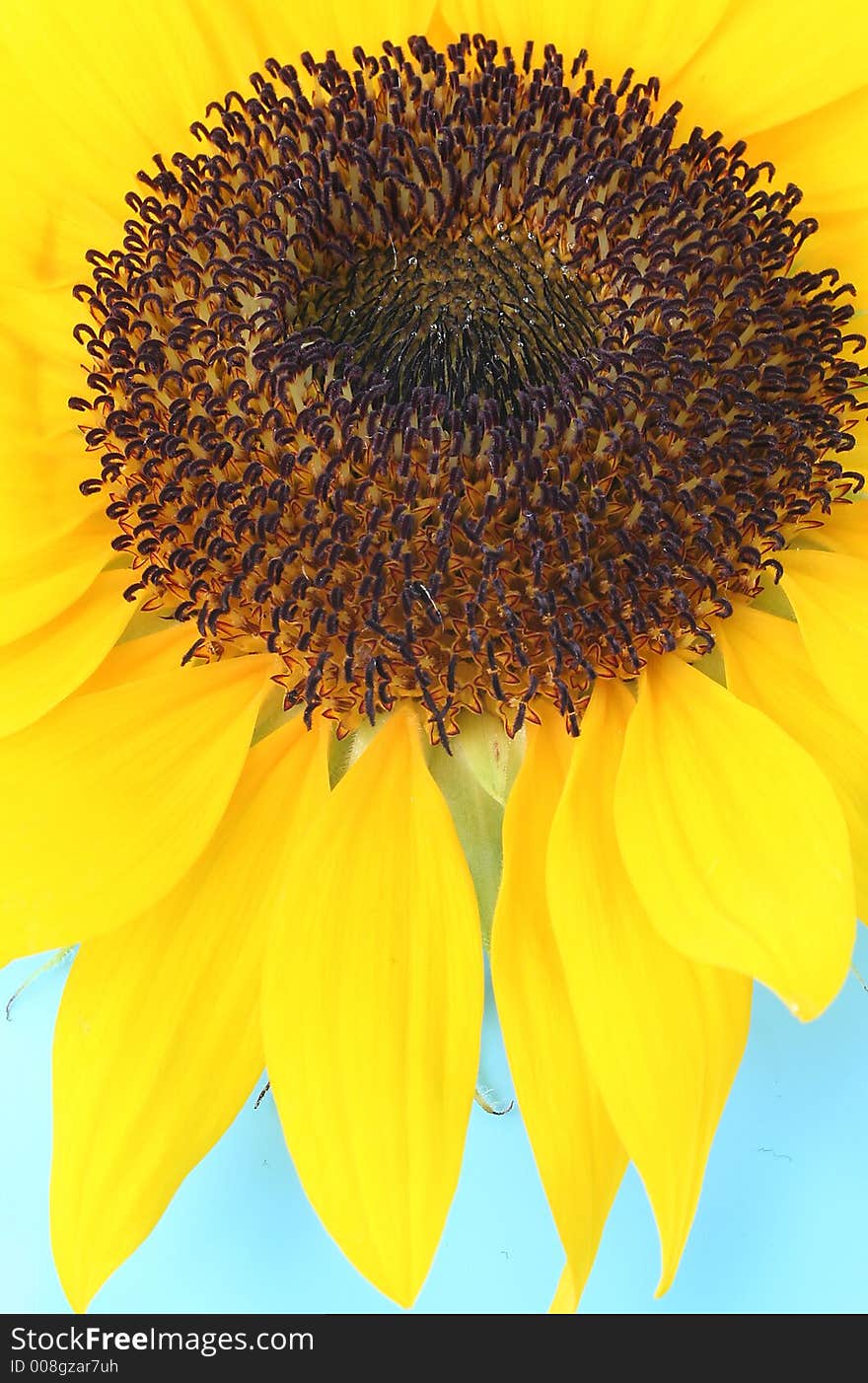 Sunny Sunflowers