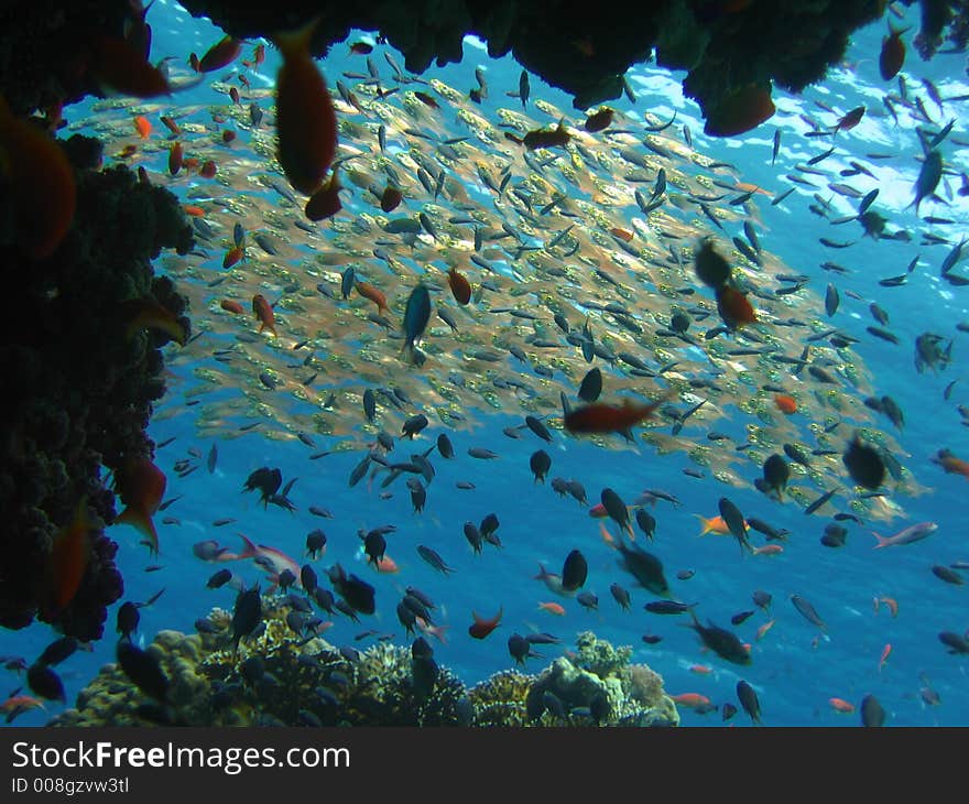 Golden fish in the sun light of aquaba bay of course corals around