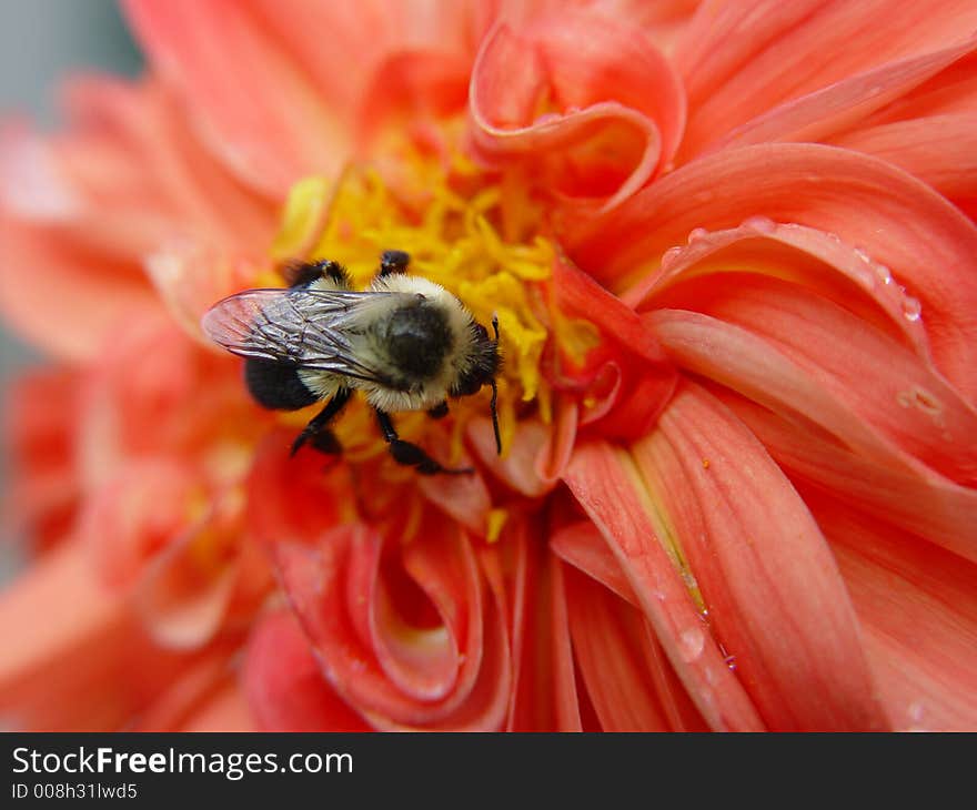 Bumble Bee on Flower