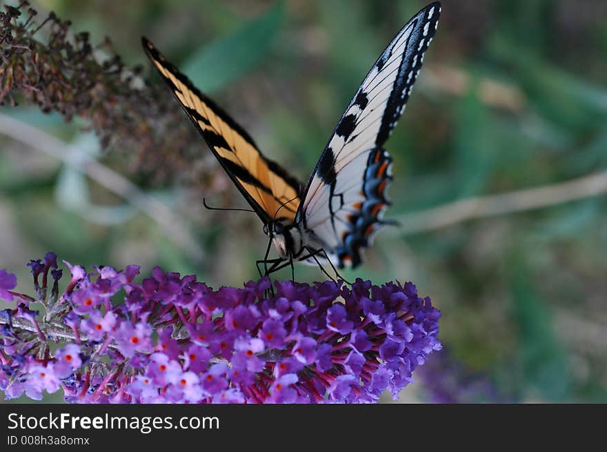 Wing-spread Butterfly on purple flower. Wing-spread Butterfly on purple flower