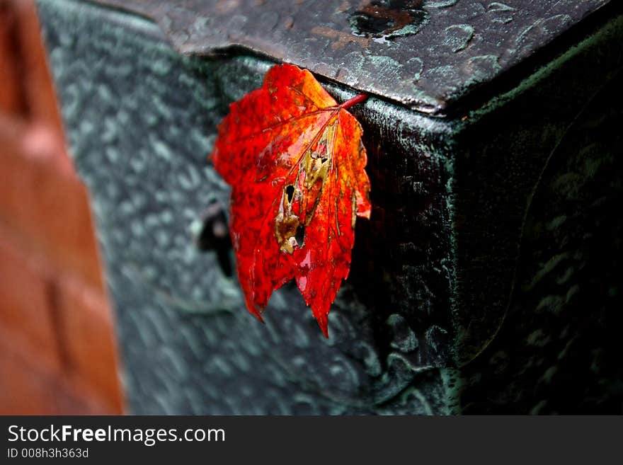 Red Maple leaf hanging out of mailbox on brick wall. Red Maple leaf hanging out of mailbox on brick wall