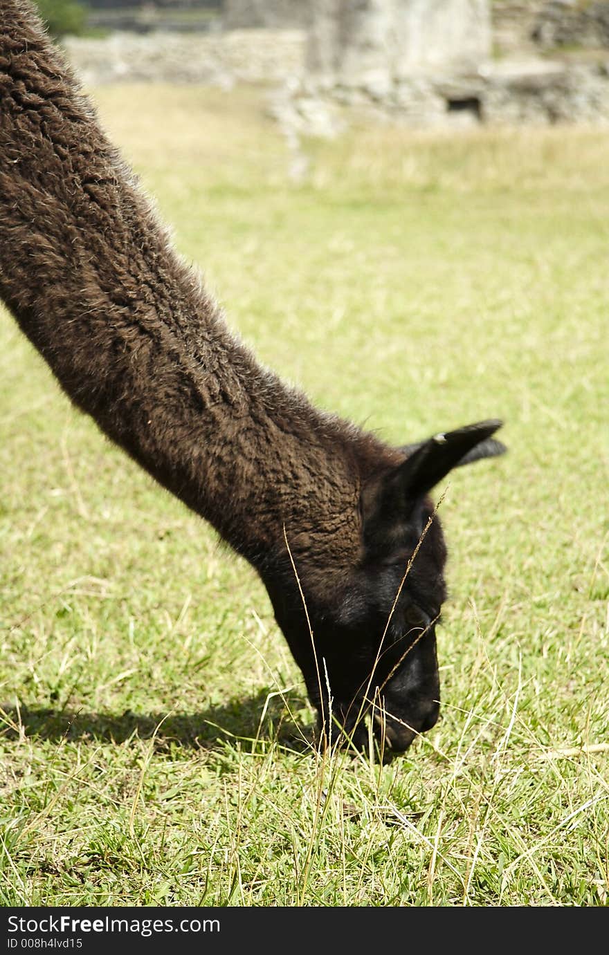 Brown Llama In Peru